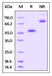Rhesus macaque GITR, Fc Tag on SDS-PAGE under reducing (R) and non-reducing (NR) conditions. The gel was stained overnight with Coomassie Blue. The purity of the protein is greater than 95%.